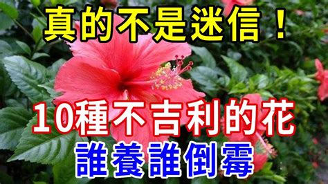 10種不吉利的花|10種不吉利的花，誰養誰倒黴，看看你們家有嗎！